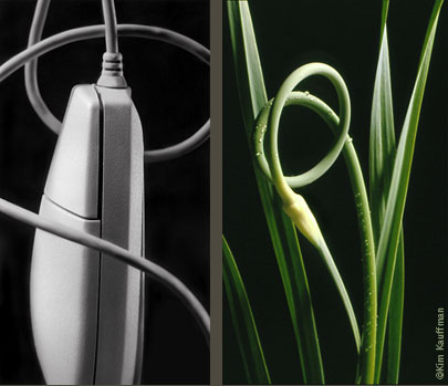A pair of photographs that celebrate the likeness in form, light and shadow of a B&W product photo of a computer mouse and a color photograph of serpent garlic by product photographer Kim Kauffman.