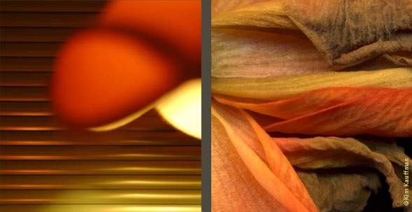Two editorial photographs contrasting form and color of a lampshade product and blind to a detail of a senecesing flower by editorial photographer Kim Kauffman