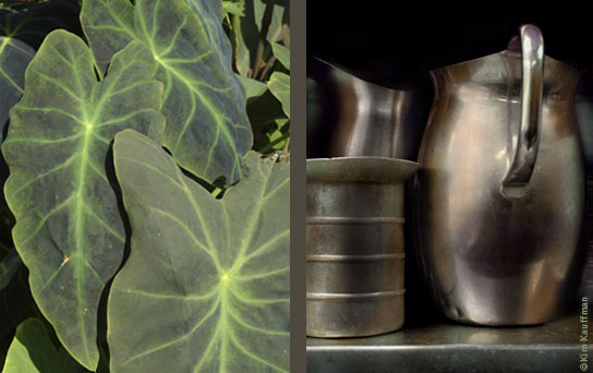 Two pictures that study the botanical form of a colocasia and that of metal pitures on a shelf by still life and botanical photographer Kim Kauffman.